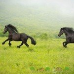 Огляд Фризкой породи коней, опис, відео та фото