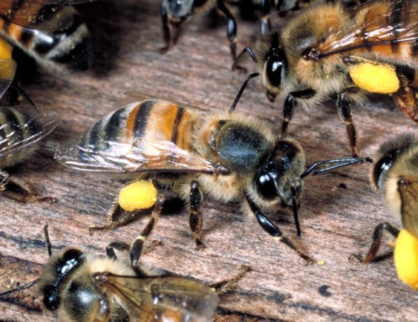 Розбираємося, хто такі бджоли вбивці: основні види, їх небезпека, відео