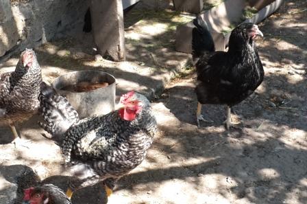 Курчата бройлери вирощування і догляд, годування Курчата бройлери вирощування і догляд, годування