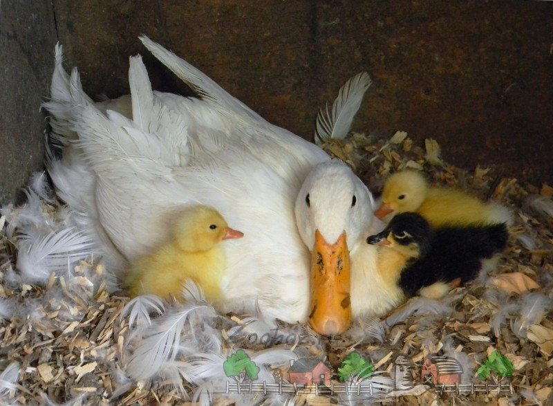 Коли починають нестися качки: все про несучості птахів яйцекладка