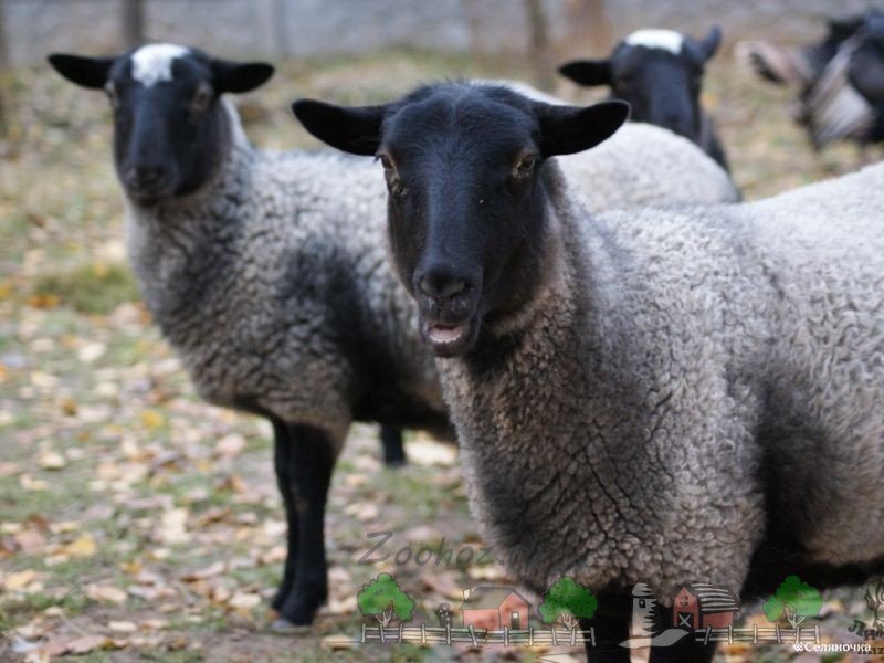 Огляд овець Романівської породи, їх опис, відгуки та фото