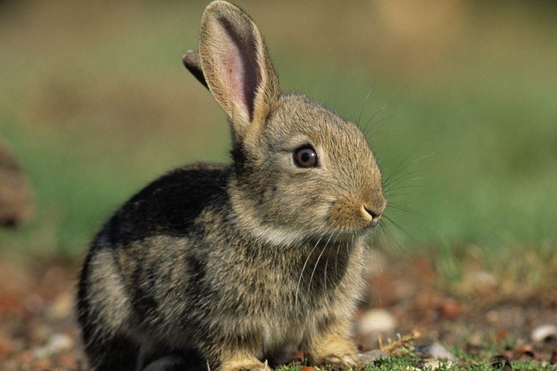 Найцікавіші факти про кроликів
