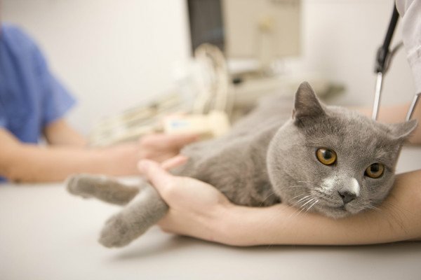 Лімфосаркома у кішок: основні відомості, діагностика і лікування