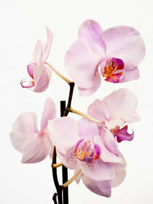 Як і коли краще пересадити орхідею Фаленопсис (відео інструкція)