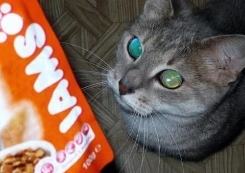 Корм для кішок Ямс (IAMS)   відгук про годування кішки