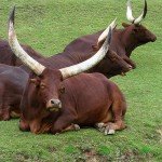 Огляд племінних биків, їх опис, фото і відео