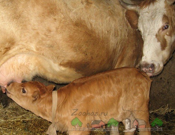 Все про пологи корови і народження теляти: фото і відео огляд