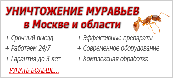Як готуються до зими мурашки і де вони зимують