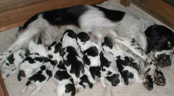 Вакцинація собак: правила і терміни