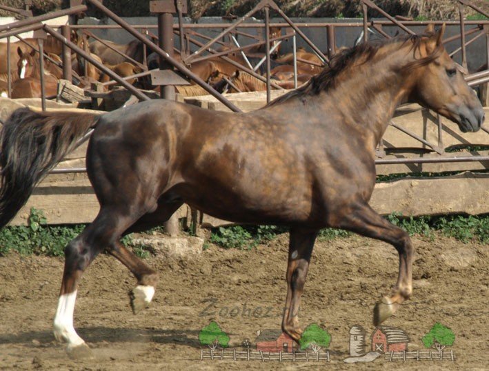 Огляд бурої масті у коней: опис та фото