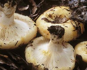 Гриби грузді опис та фото грибів