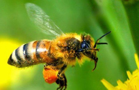 Як бджоли роблять і будують стільники, чому не запечатують