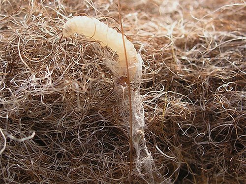 Міль і її фото (а також кілька слів про меблеву моль)