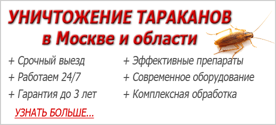 Борна кислота від тарганів і як нею труїти