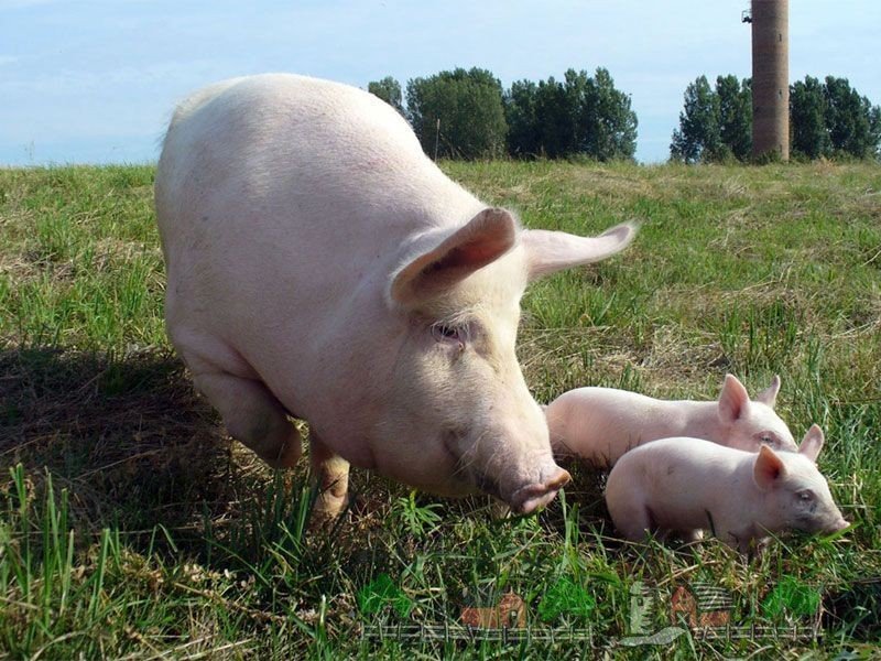 Скільки в середньому важить свиня: таблиця вимірювання і відео