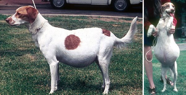 Асцит у собак: причини, симптоми і лікування