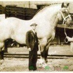 Найбільша кінь у світі: фото і відео огляд