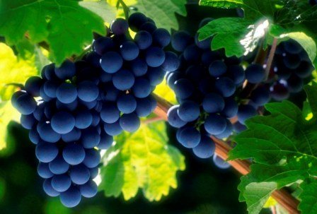 Кращі сорти винограду
