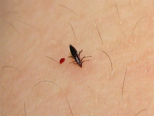 Засоби від бліх у квартирі: чим і як ефективно боротися в будинку з блохами
