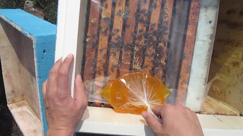 Особливості весняної підгодівлі бджіл: способи та опис
