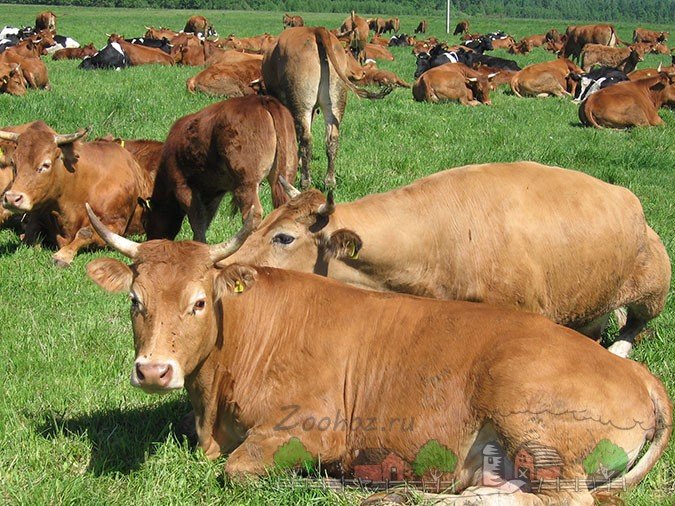 Огляд породи корів Лімузин, їх опис, фото і відео