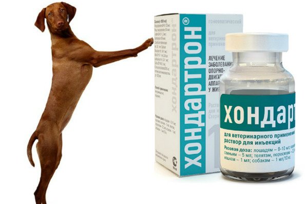 Хондартрон для собак: опис препарату