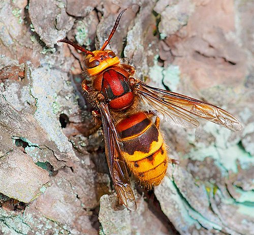 Шершень звичайний і його фото: чи потрібно боятися укусу цієї комахи? Шершень звичайний і його фото: чи потрібно боятися укусу цієї комахи?