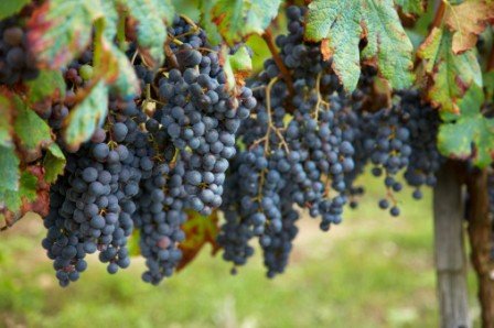 Виноградники як садити, доглядати