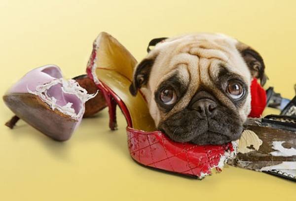 Стрес у собаки: симптоми і способи зняття