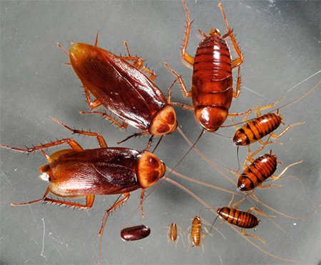 Американський тарган і його фото