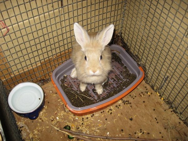 Що робити якщо у кролика пронос: симптоми і лікування