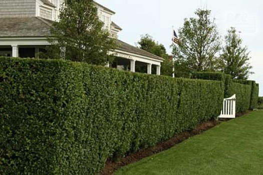 Як вибрати дерева для висаджування на заміській ділянці? Як вибрати дерева для висаджування на заміській ділянці?