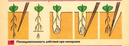 Як і коли правильно пікірувати помідори?