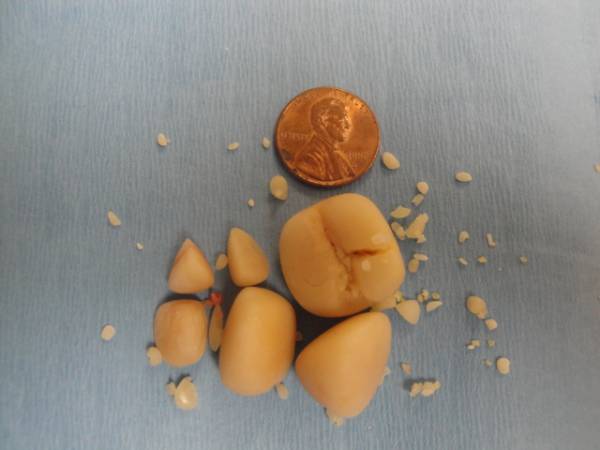 Сечокамяна хвороба у собак (МКБ): причини, симптоми і лікування