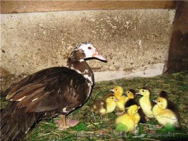 Коли починають нестися качки: все про несучості птахів яйцекладка