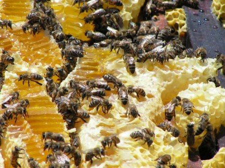 Як бджоли роблять мед: навіщо і скільки збирають і дають (відео)