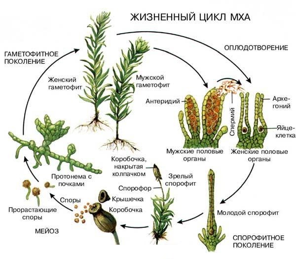 Як застосовувати мох сфагнум для орхідей