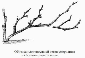 Обрізка червоної і чорної смородини навесні