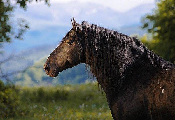 Карачаевская порода коней, опис, особливості, фото і відео