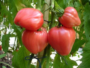 Детальний опис томата сорту Диво землі (фото плодів)