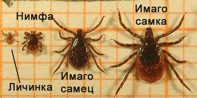 Що робити, якщо дитину вкусив кліщ? Симптоми укусу кліща у дитини