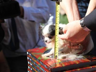 Найменша собака в світі: ТОП 3 рейтинг