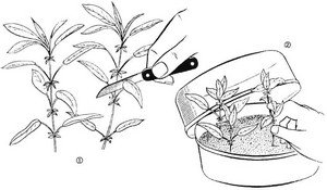 Вирощування барбарису на дачі в саду з живців і насіння ягід годжі