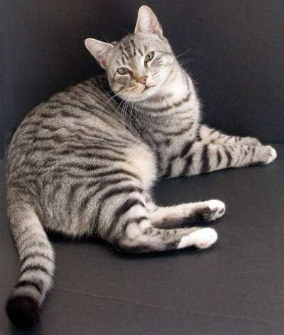 Що таке кастрація котів?