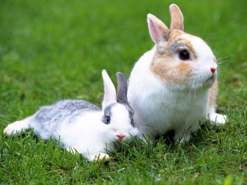 Якою травою можна годувати кроликів: поради і фото