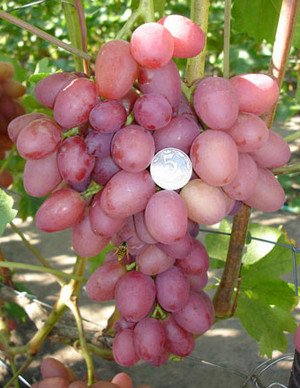 Опис винограду сорту Аркадія і Настя рожева