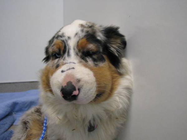 Анафілактичний шок у собак: причини і наслідки