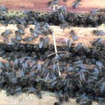 Медносная бджола: опис виду, фото і відео