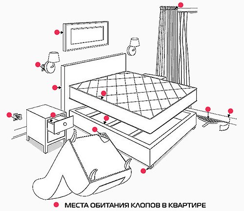 Як виявити постільних клопів в квартирі