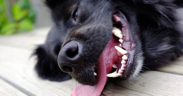 Тепловий удар у собаки: ознаки та перша допомога